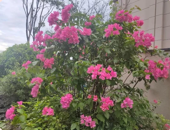 远洋服务万物随春醒美好皆可期